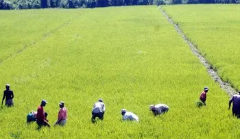 Arroceros dominicanos atribuyen reclamo de EE. UU. sobre decreto 693-24 a importaciones sin control