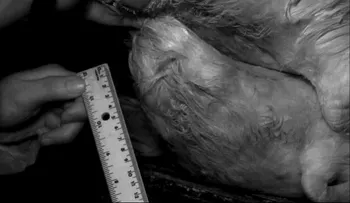 Esto es el (descomunal) pene en espiral de un pato, y por fin sabemos por qué es así
