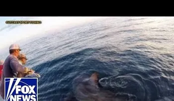 Agarran un tiburón de 16 pies (Video)
