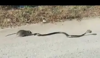 Una mamá rata lucha contra una serpiente para salvar a su bebé