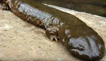 La mucosidad de la salamandra china podría facilitar la cicatrización