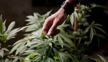 Francia autoriza medicamento derivado de marihuana