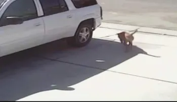Video: el gato que rescató a un niño del ataque de un perro furioso