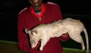 Abandonó a su bebé de tres meses para ir a una fiesta y la comieron ratas gigantes