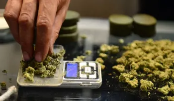 California, uno de los ocho estados que podrían legalizar la marihuana en noviembre