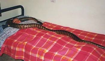 Ella dormía con una serpiente todas las noches, lo que paso luego te dejará sin palabras
