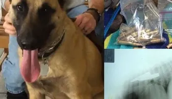 Perro sobrevive después de tragarse 23 balas