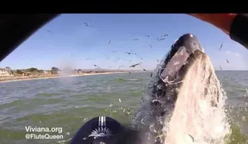 Una ballena sorprende a una surfista al intentar montarse en su tabla