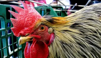 Un niño de 8 años, muere de un infarto tras ser violentamente atacado por un gallo