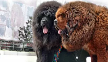 Esta es la raza de perro más rara y cara del mundo 23
