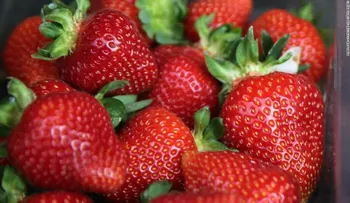 Australia ofrece recompensa por fresas contaminadas con agujas
