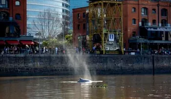  Ballena nada entre embarcaciones en Buenos Aires 