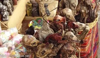 El escalofriante mercado de los brujos, cadáveres, cráneos y cosas repugnantes (1)