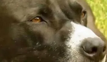 Perro "llamó" al 911 cuando vio que su dueño convulsionaba