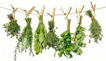 Conozca el uso de las 230 plantas más efectivas para sanar y tratar enfermedades
