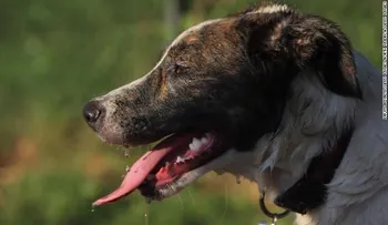 Encuentran fármaco usado para eutanasia en alimento para perros