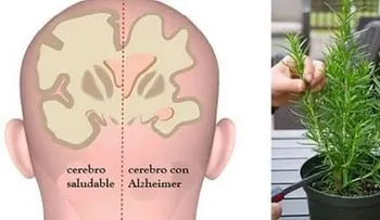 5 hierbas para protegerte de la depresión, el alzheimer y la ansiedad
