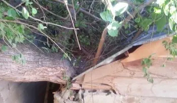 Caída de  árbol afecta tres viviendas en Santiago