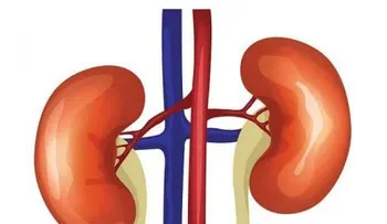 Estas plantas son muy efectivas para cada órgano de tu cuerpo