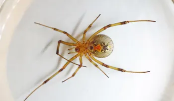 Descubren araña venenosa en Chile nunca antes vista en el hemisferio sur