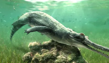 Hallan nueva especie extinta de cocodrilo en rocas de la Gran Esfinge de Guiza