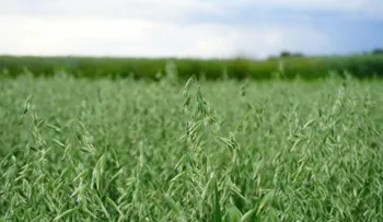 La paja de avena puede incrementar la respuesta sexual en hombres y mujeres