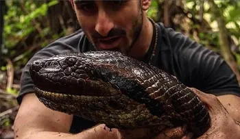 Anaconda gigante se comerá a hombre en directo 