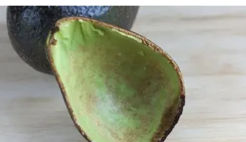 Las cáscaras de palta: un recurso útil que muchos desechan