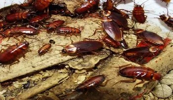 Esto elimina todas las cucarachas de tu casa, sin usar productos tóxicos. Mas efectivo que los insecticidas