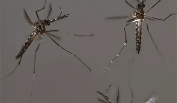 Reportan 25 casos de chikungunya en New Jersey