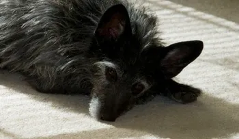 Perro viaja 15 kilómetros en parachoques de ambulancia cuidando a su dueño
