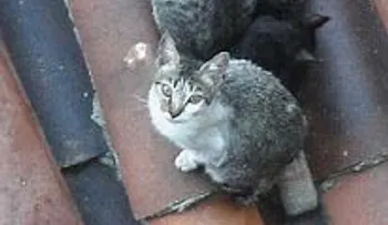 Por los fuertes arañazos de un gato, se salvaron 11 personas