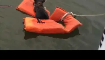 ¡Mapache a bordo! El rescate de un pequeño visitante inesperado