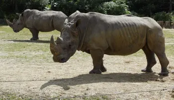 Cazadores matan a rinoceronte en zoológico de París para quitarle su cuerno