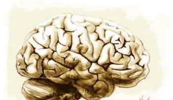 Las 100 cosas que no sabía del cerebro