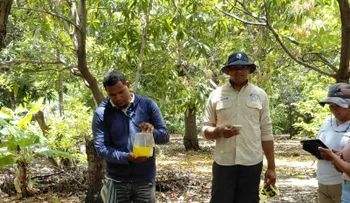 Agricultura implementa plan para erradicar la mosca de la fruta y reabrir exportaciones de mango a EE.UU.