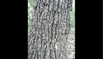 Un peligroso animal con el tronco de un árbol se vuelve viral en Facebook