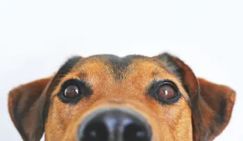 El perro entiende todo lo que le dice; lo dice la ciencia 