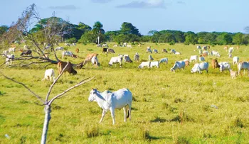 Ganaderos protestan en el Seibo por baja en precio de la leche