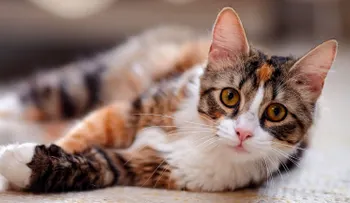 Implantan por primera vez marcapasos a un gato