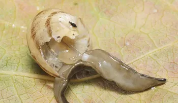 Alerta por un peligroso gusano que invade Estados Unidos 