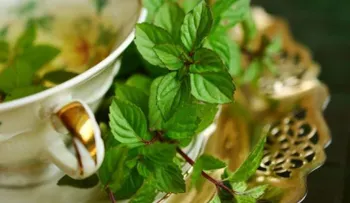 El té de menta mejora dolores estomacales y reduce los vómitos y las náuseas 