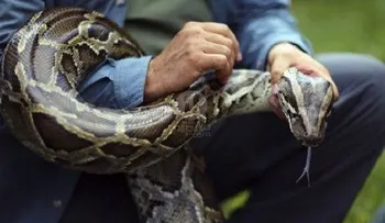  Serpiente pitón mata a guardia cerca de un hotel