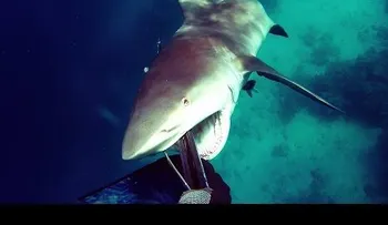 Aterrador ataque de un tiburón contra un pescador 