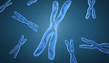 Tener dos cromosomas X explica las diferencias de envejecimiento entre sexos