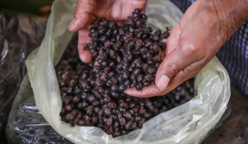 Nucú, la hormiga comestible que se atrapa en la época de lluvias en México