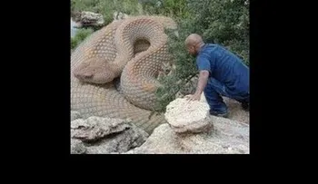 Las Serpientes Más Grandes del Mundo - Serpientes Gigantes