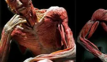10 partes del cuerpo que no nos sirven para nada