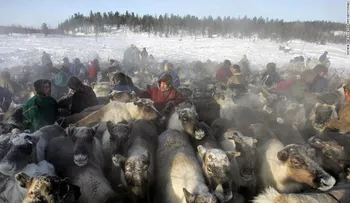 ¡Animales salvajes! Los 11 viajes más extremos del mundo
