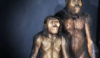 Especie humana extinta amamantó durante el primer año de vida, según estudio